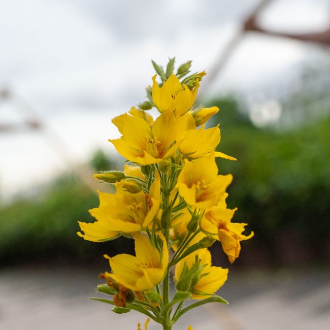 Sommercamp Tempel Wing Chun